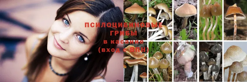 Псилоцибиновые грибы Psilocybine cubensis  Советский 